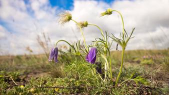 field purple flowers