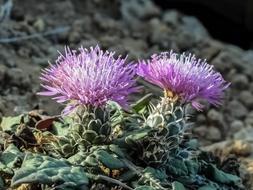 Thistle Flower Purple