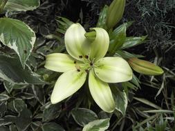 Lily Flower White
