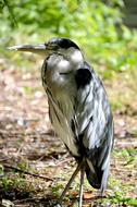 Bird Heron Nature