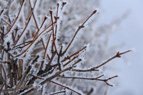 Tree Branch All White