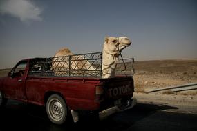 Camel Truck Jordan