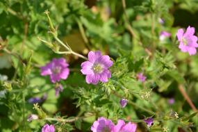 Purple Flowers Garden Plants