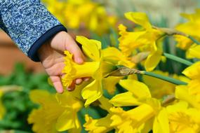 Child, holding beautiful, yellow daffodil flower in the hand, in sunlight