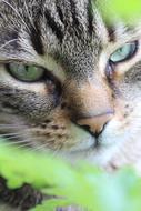 closeup view of Tiger Cat face