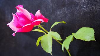 beautiful rose on a gray background