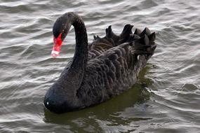 Black Swan Animal