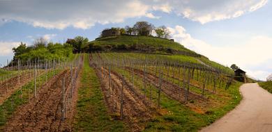 Vineyard and Ruined Castle