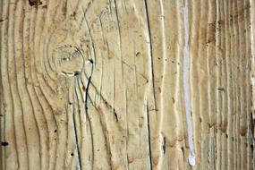 Texture Wood Knot