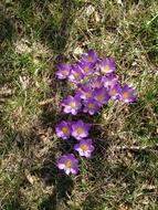 wildflowers on the grass