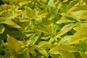 yellow leaves bush beautifully
