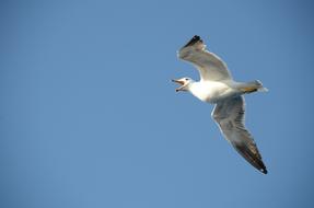 Seagull Bird flying sky