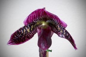 unusual flower on a white background