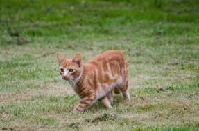 Cat Grass Red