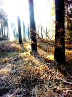 sunny forest with dry grass