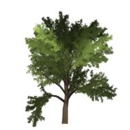 robinia tree green summer outdoor