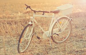 Bike Cart on Lavender field