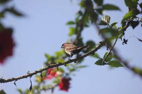 Branch Bird