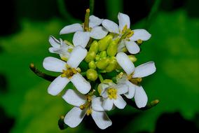little white flowers in green foliage