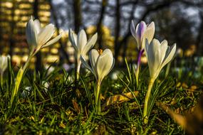 Crocus Spring Flower