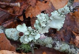 Lichens On Forest Floor Assorted