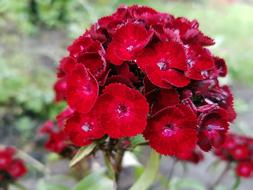 ed flower close up