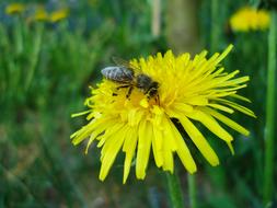 a big flower in the grass with bees