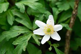 Macro Flower Nature