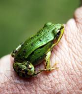 small frog on a man hand