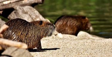 Nutria Water Rat