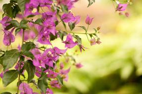 Close-up of the beautiful, pink and purple flowers with green leaves, at blurred background with plants in light