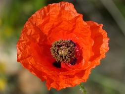 Poppy Ababol Detail