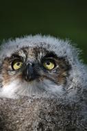 Baby Owl Eyes Cute