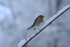 RotbrÃ¼stchen Bird Winter