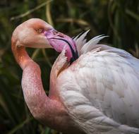 Flamingo Exotic Bird
