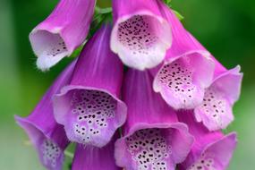 pink bells