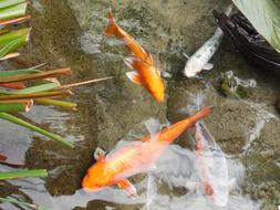Gold Fish Pond Fishes