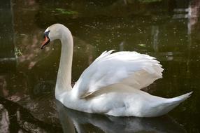 Swan Bird macro water