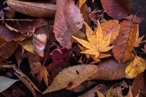 Close-up of the colorful and beautiful, shiny, different autumn leaves