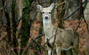 reindeer in the woods