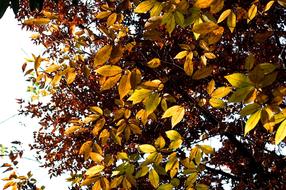 dry leaves on a tree