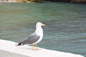 A picture of a seagull by the water