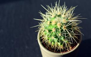 spiny green potted plants