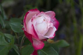 Rose Flower Blossom
