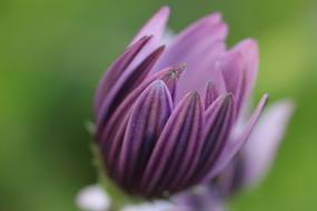 Pink Purple Flower