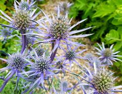 Thistle Blaudistel Blossom