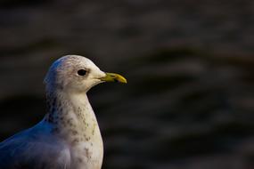 Seagull Bird Nature