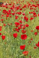 Papaver Rhoeas Flower Plant