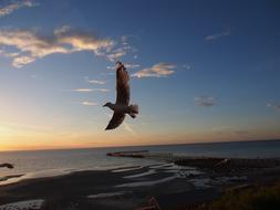 Seagull Flying Gull