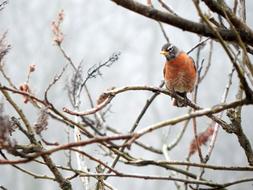 Bird Robin Female